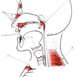 フースラーのアンザッツについて～声の「あたり」